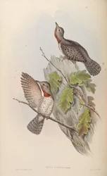 Yunx indica = Jynx ruficollis (syn. J. pectoralis)